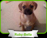 cute dog