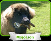 entertaining dog