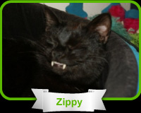 look a like cat