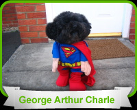 look a like dog