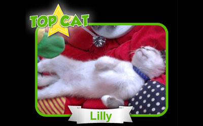 top cat